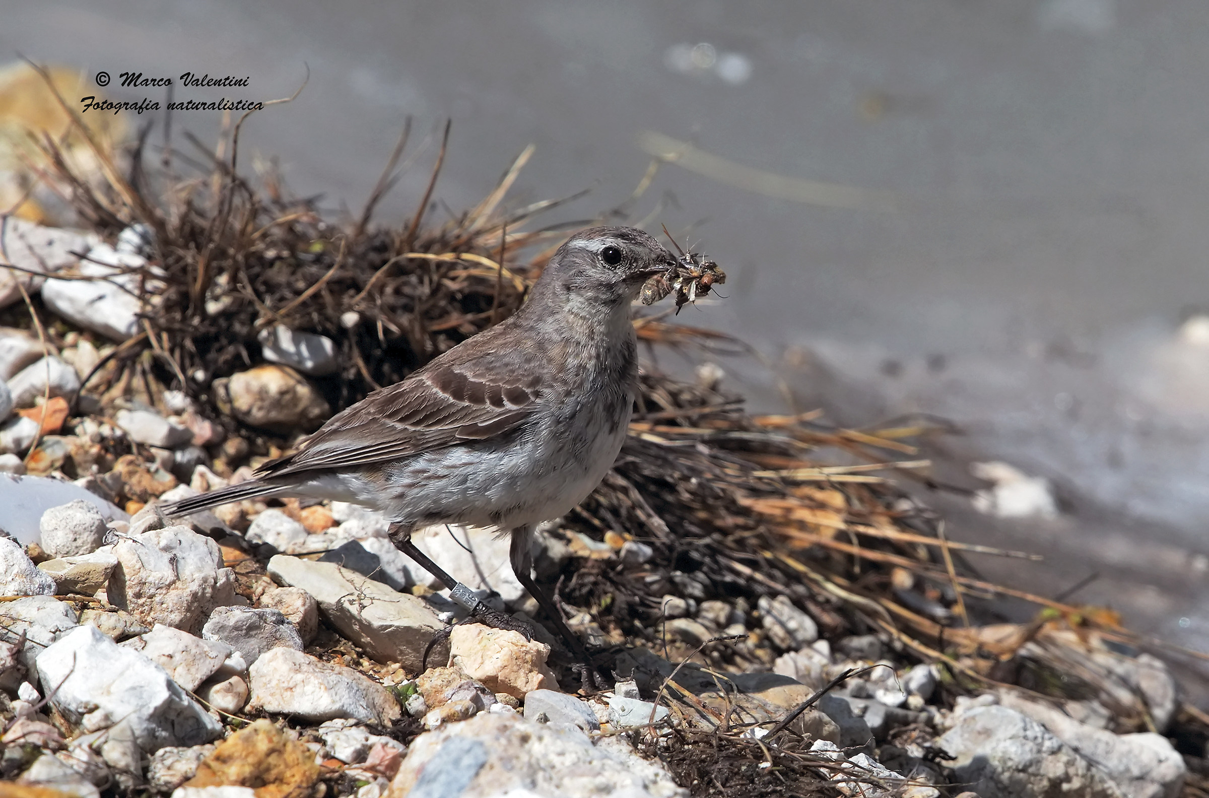 Spioncello a bocca piena