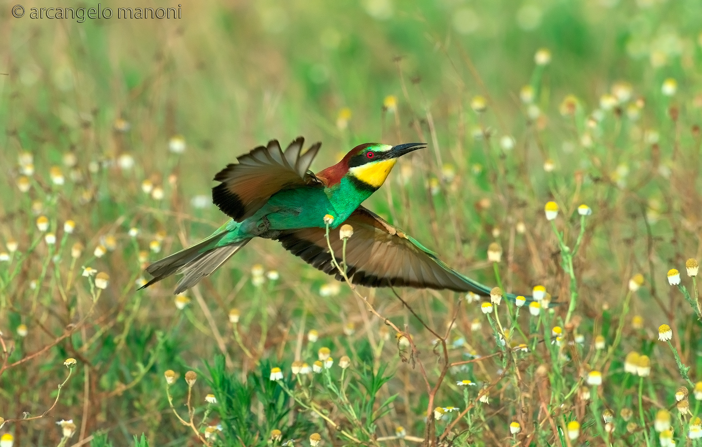 Volando sopra la camomilla