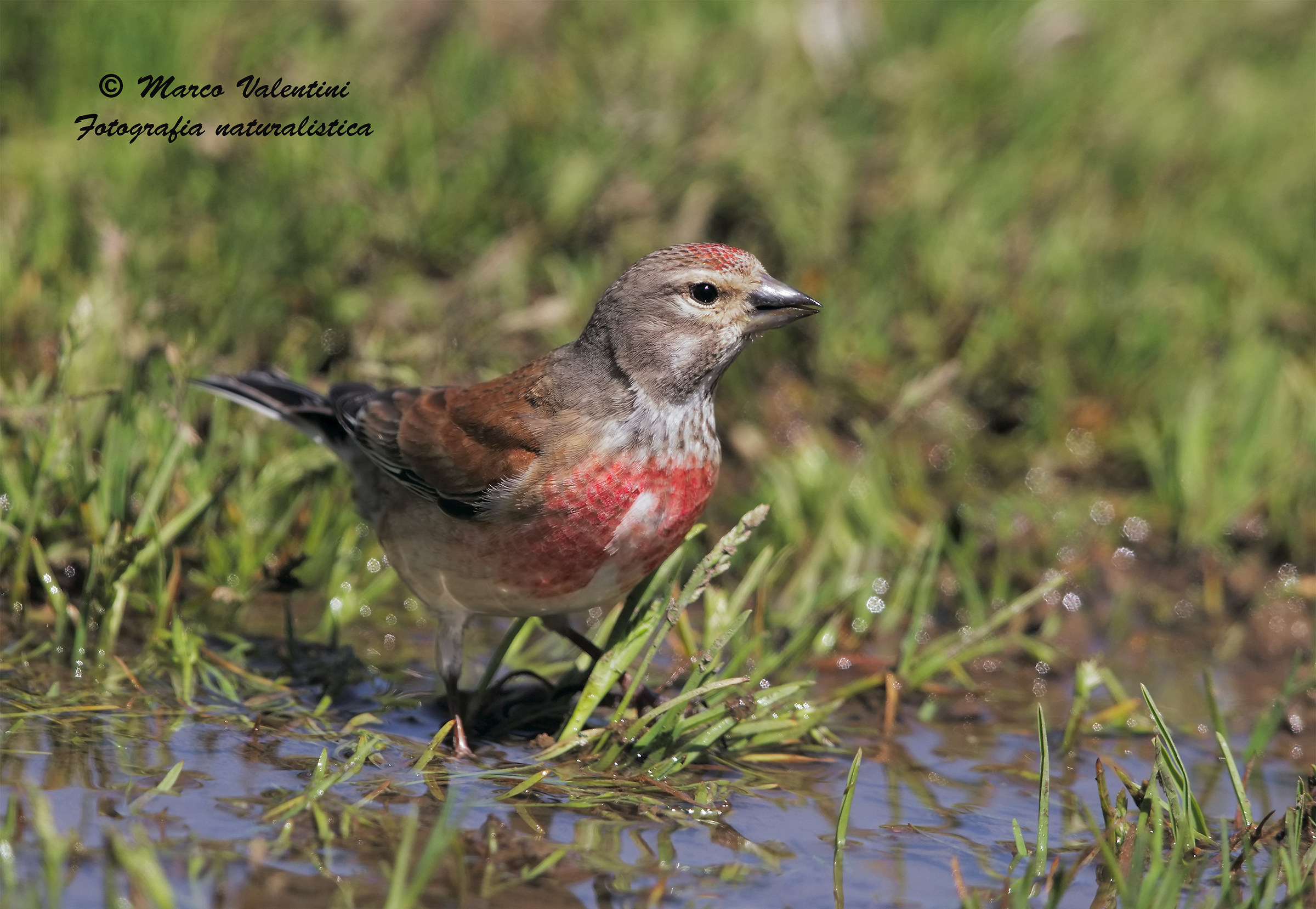 Linnet