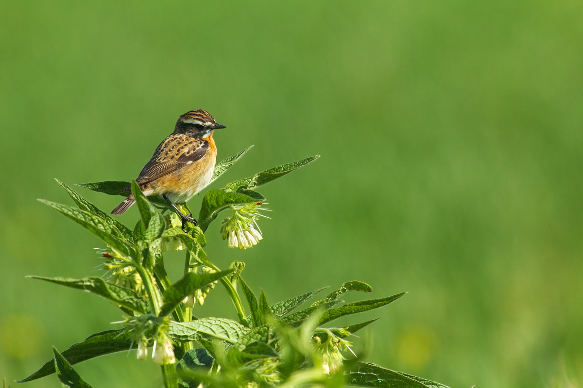 Whinchat