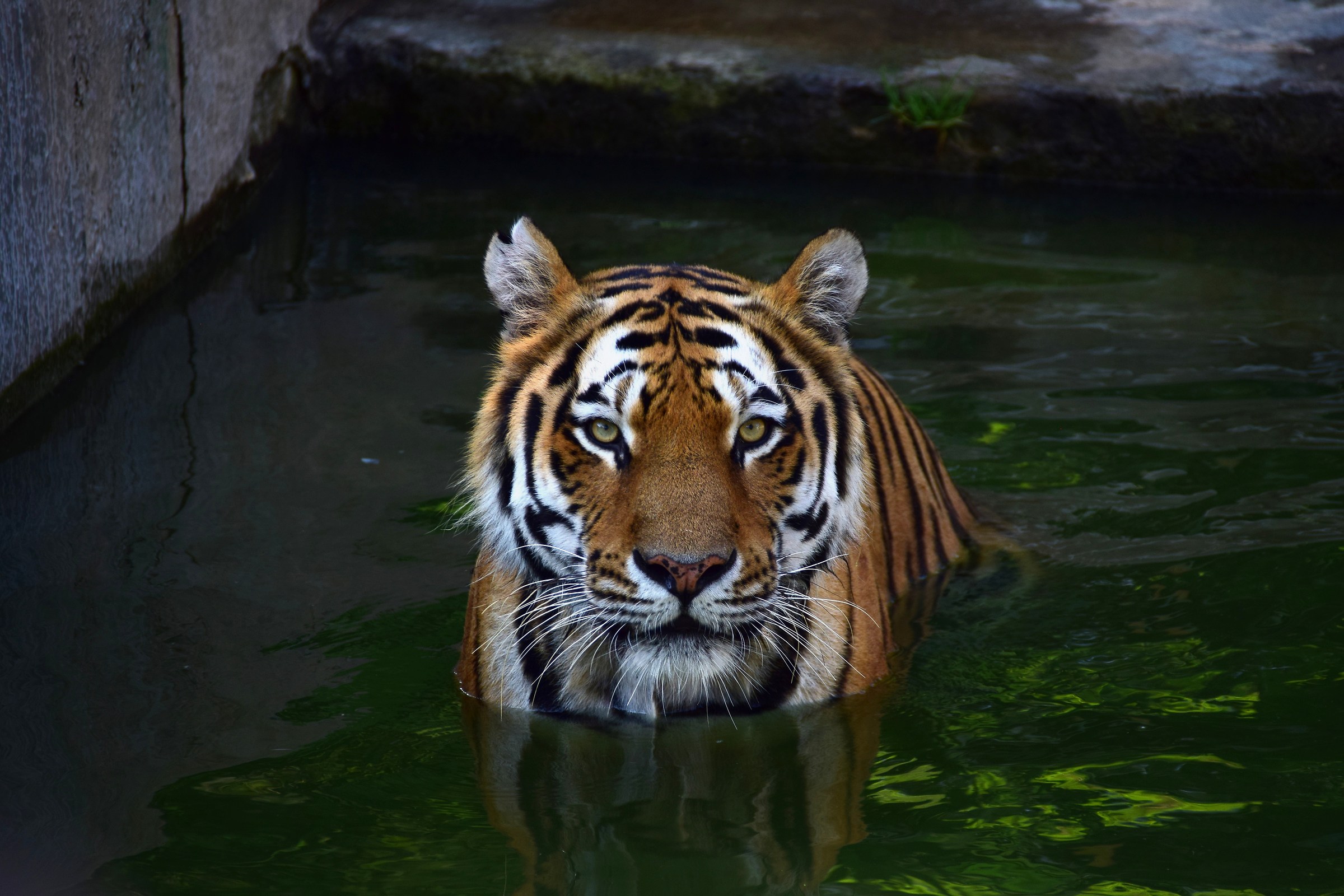 The most fascinating feline