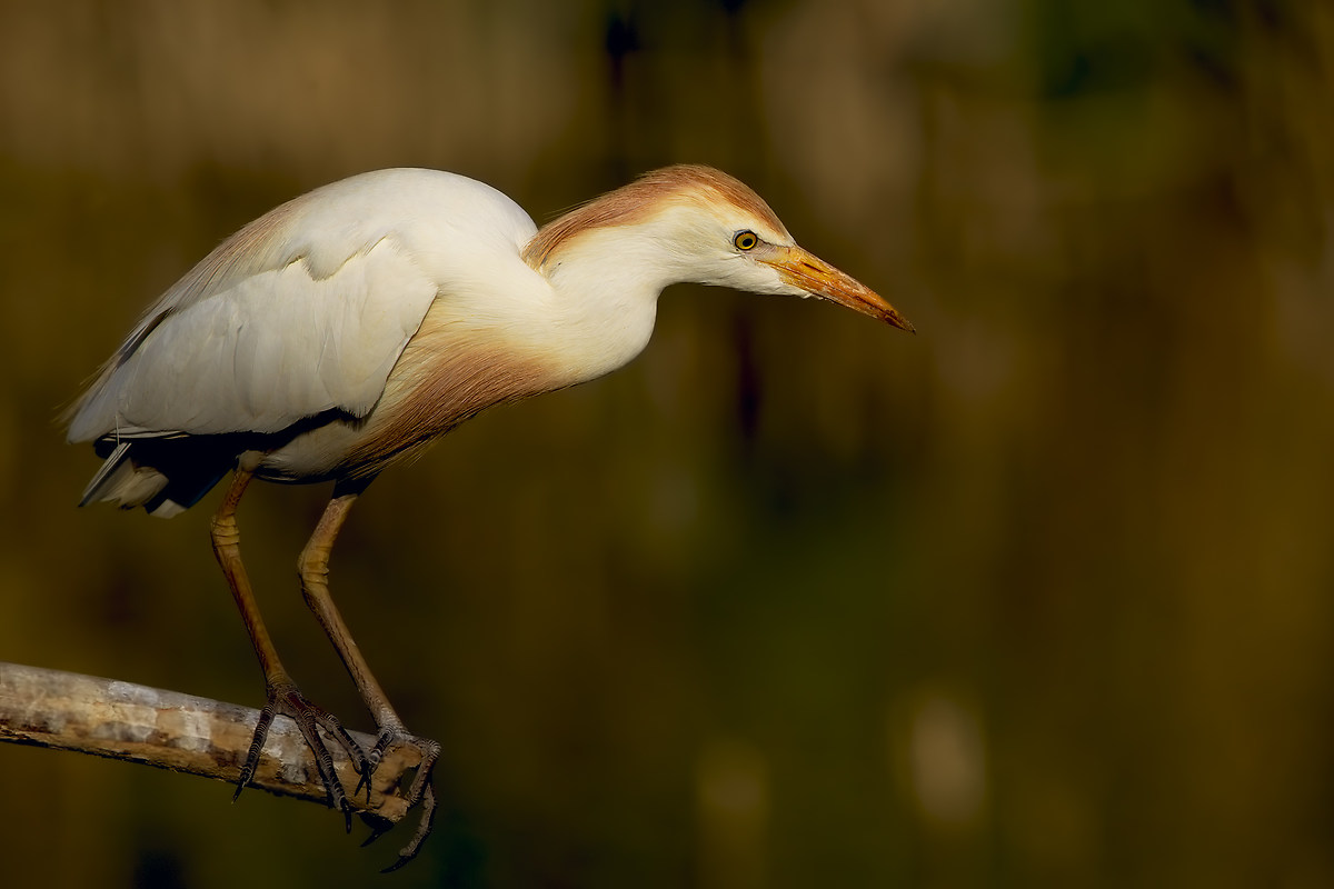 Egret At sunset