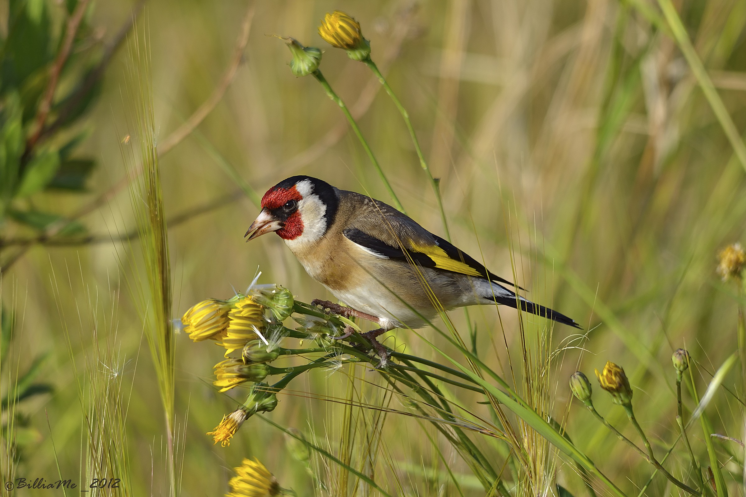 Il cardellino ed il caccialepre
