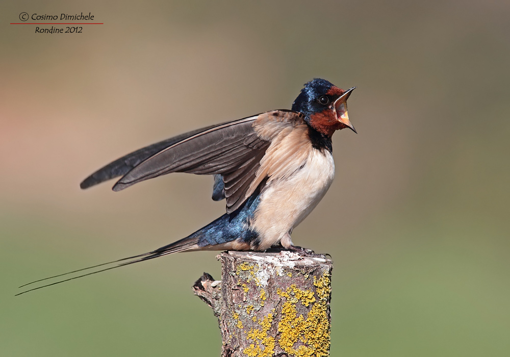 Swallow