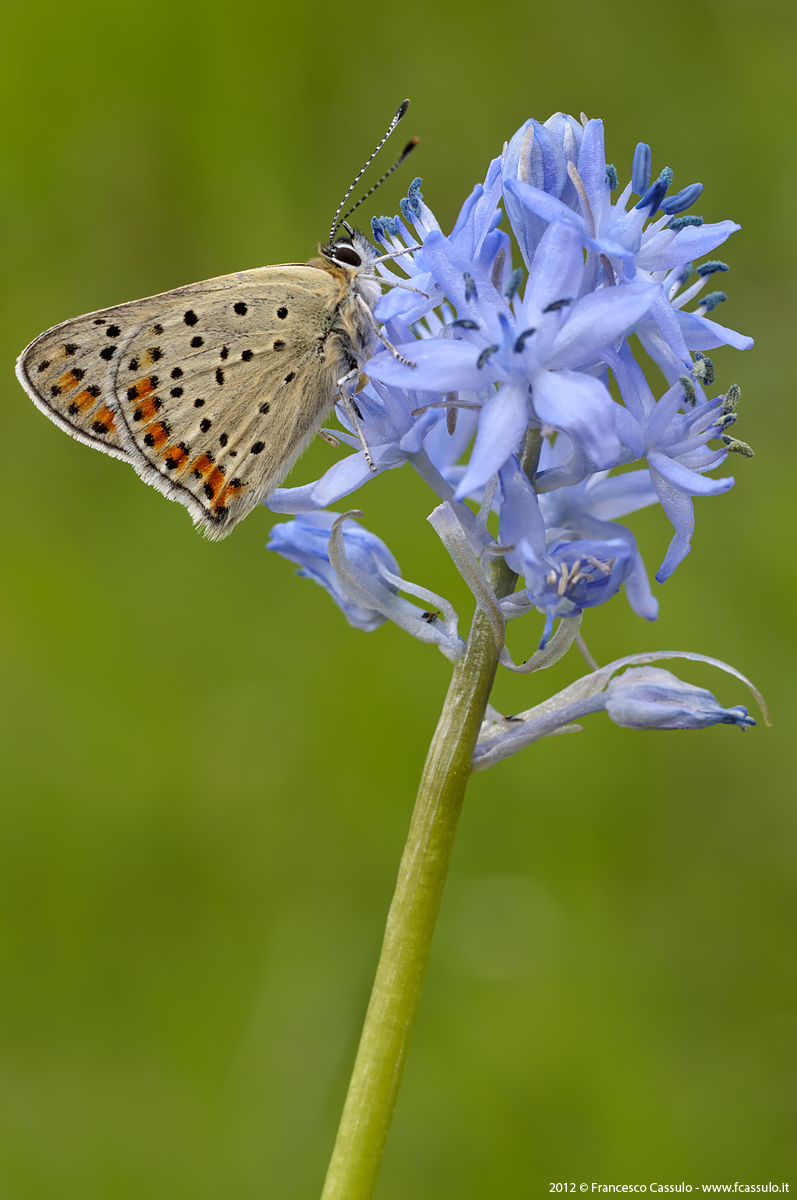 Lycaena tityrus (Poda, 1761)