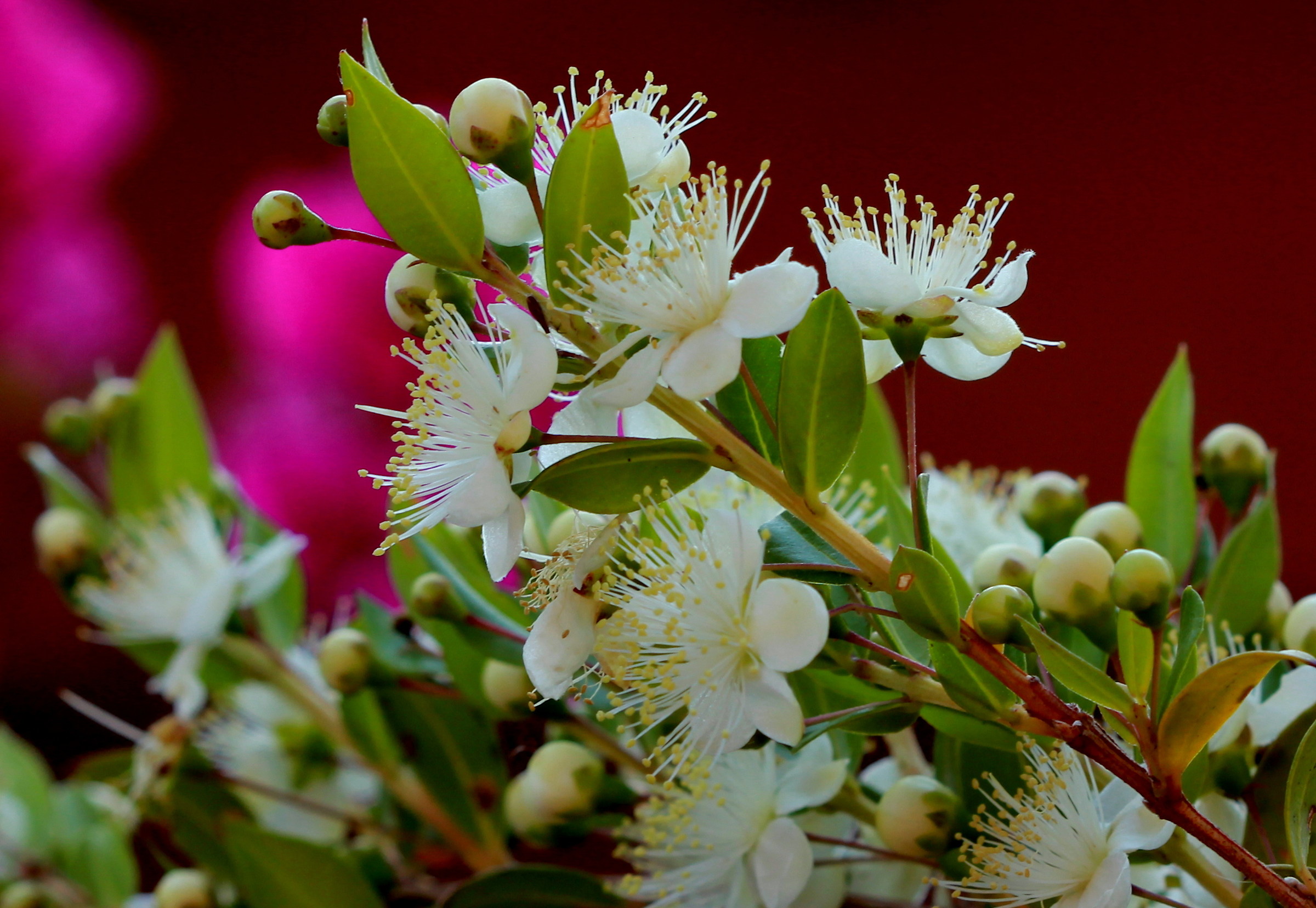 Myrtle flowers
