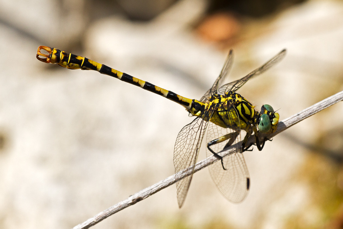 Onychogomphus forcipatus - maschio