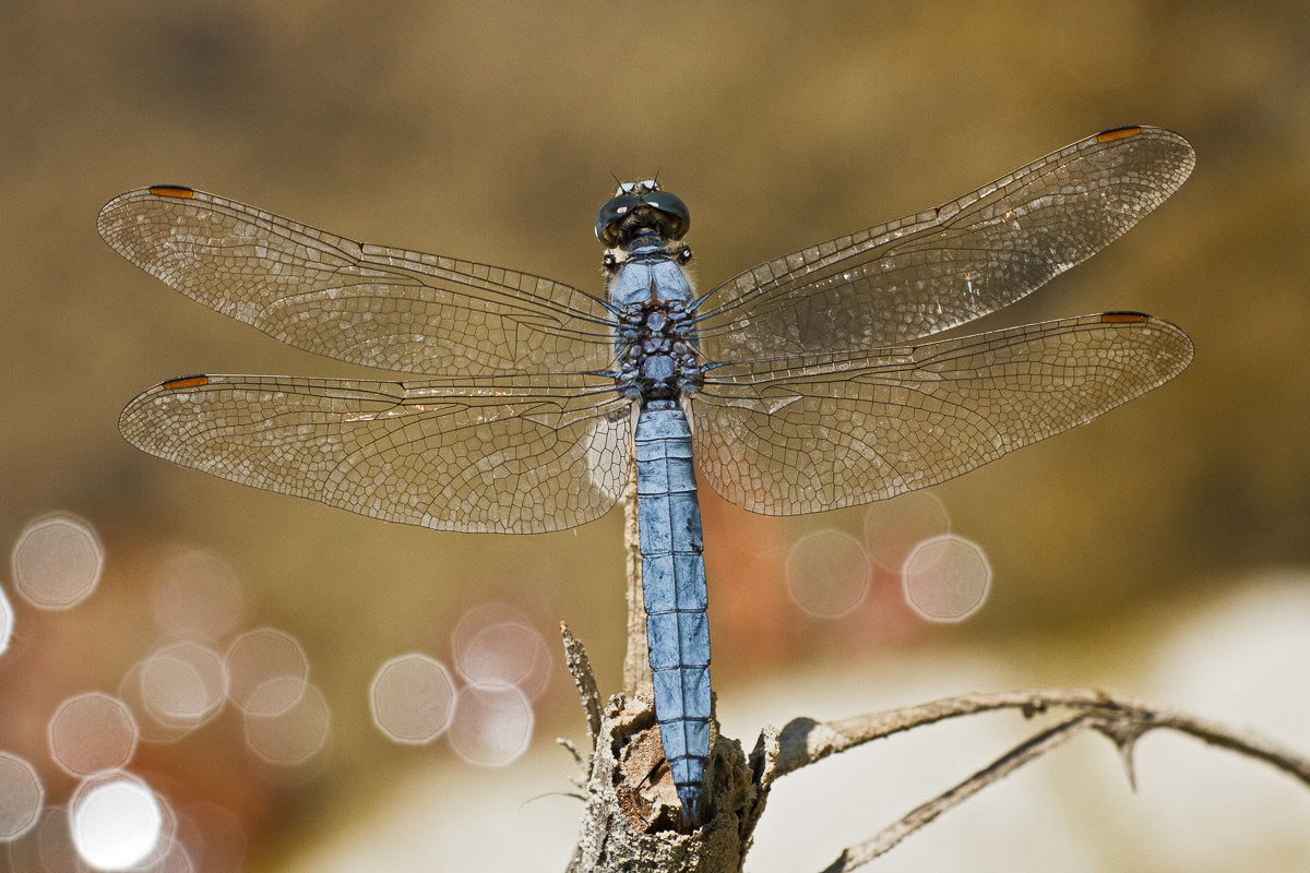 Orthetrum brunneum - maschio