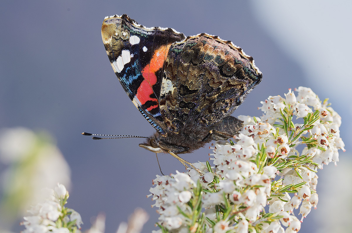 Vanessa atalanta (Linnaeus, 1758) - Nymphalidae
