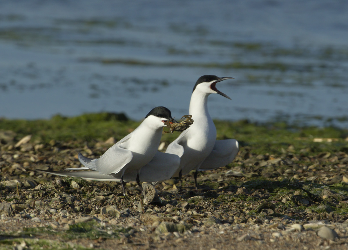 Sterna zampenere corteggiamento