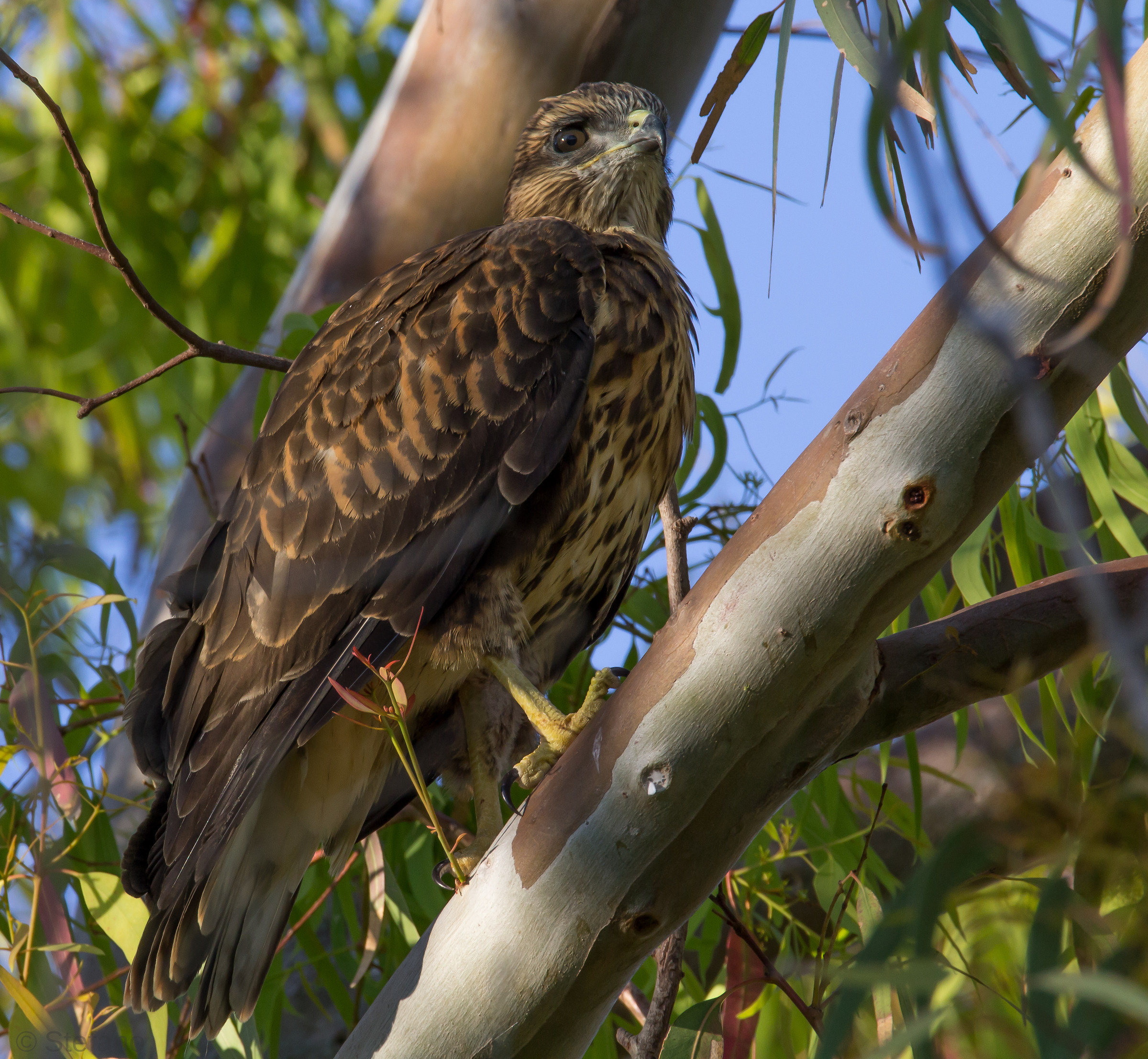 buzzard