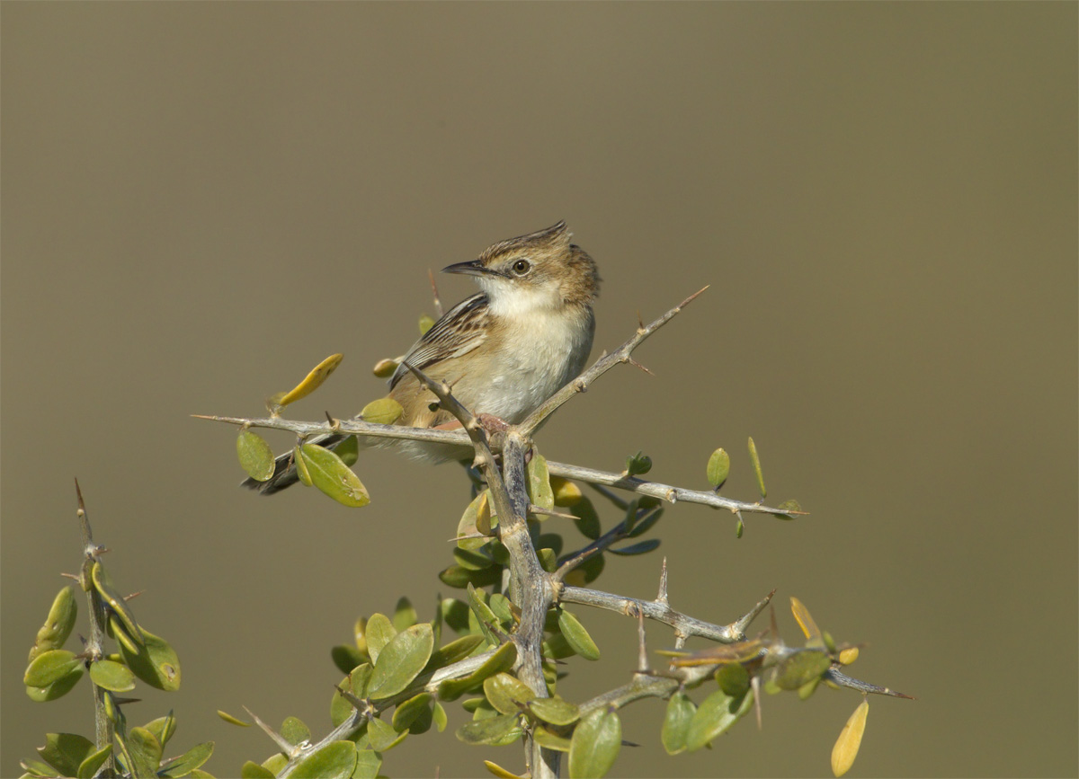 Beccamoschino Cisticola juncidis