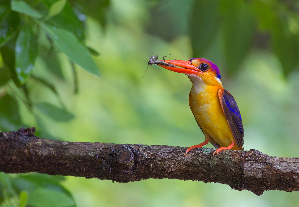Dwarf Oriental Kingfisher # 2