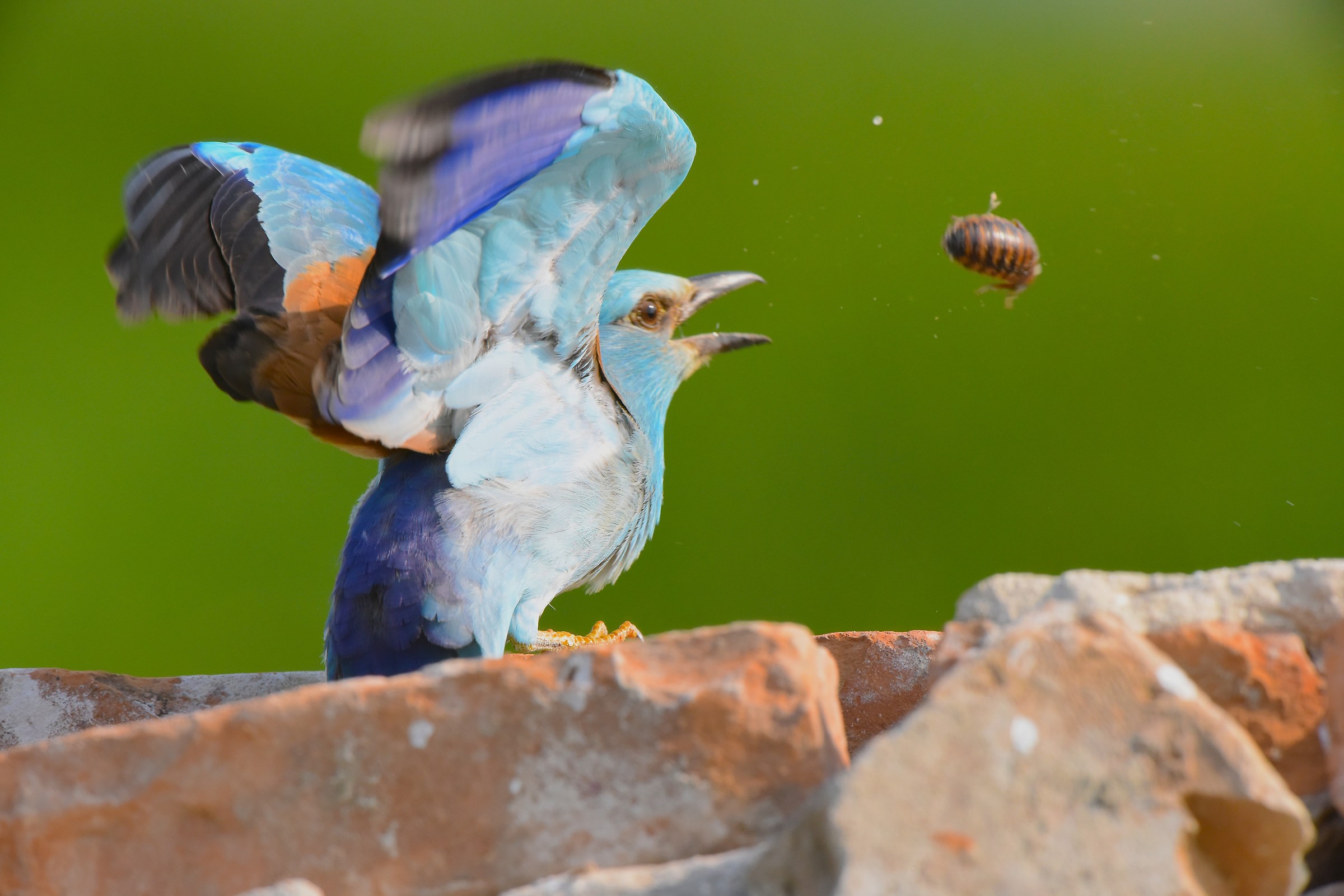Ghiandaia marina - lancio della preda -