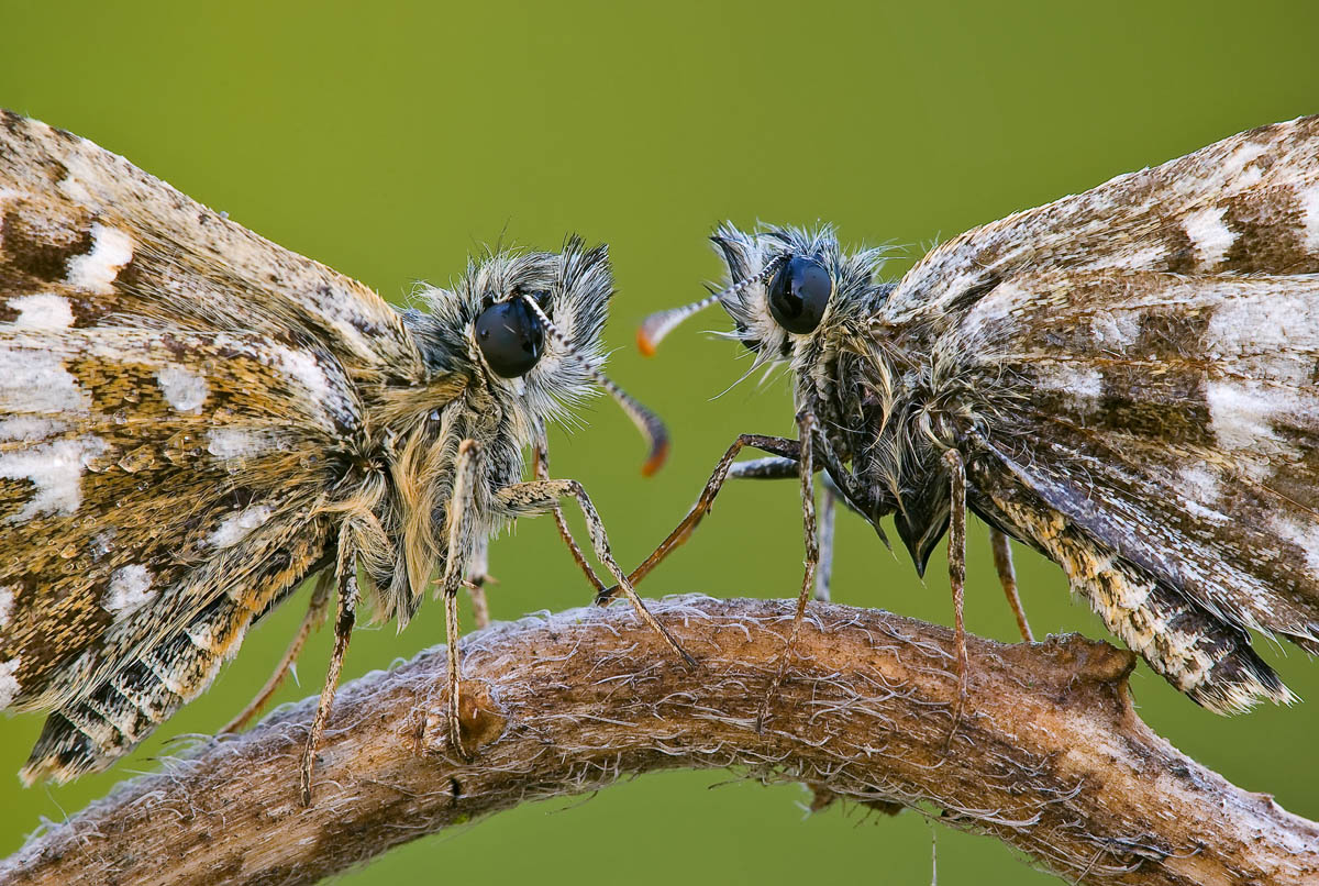 Tete a tete between pirgus