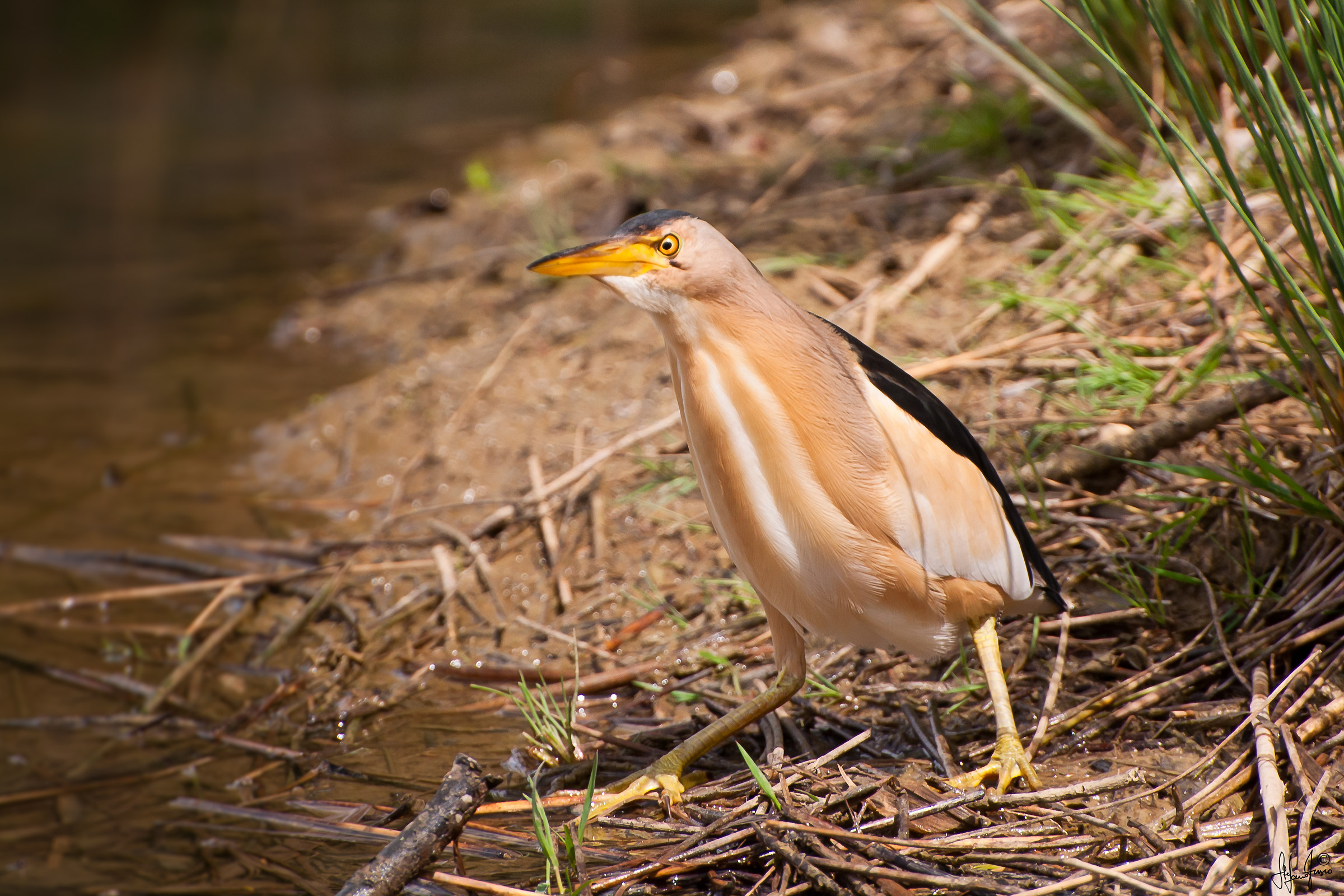Tarabusino maschio_1.dsc6481