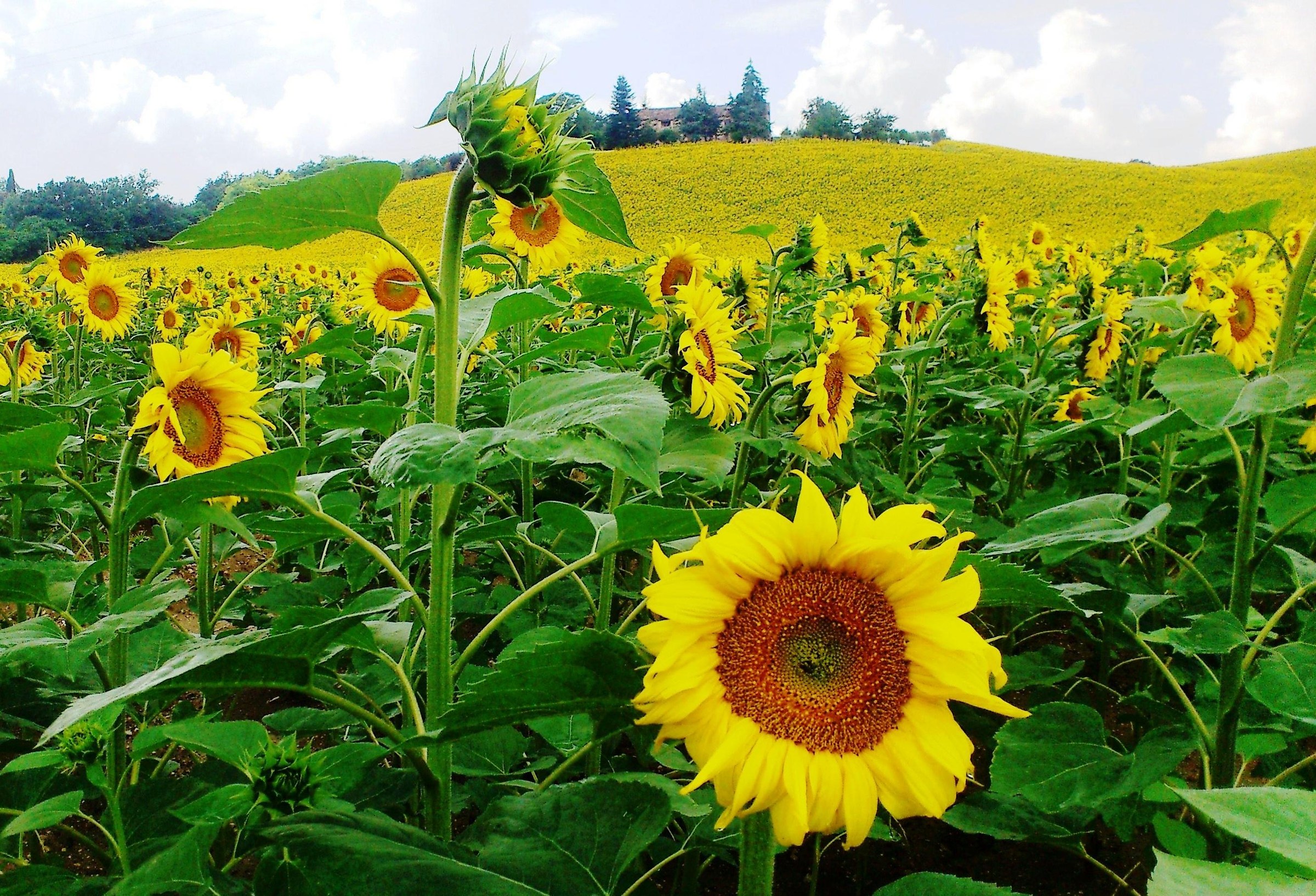 The charm of sunflowers ...