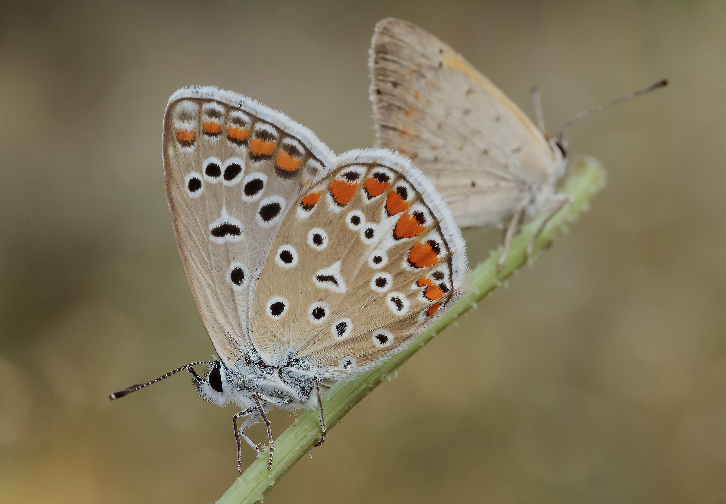 Polyommatus icarus  in compagnia...