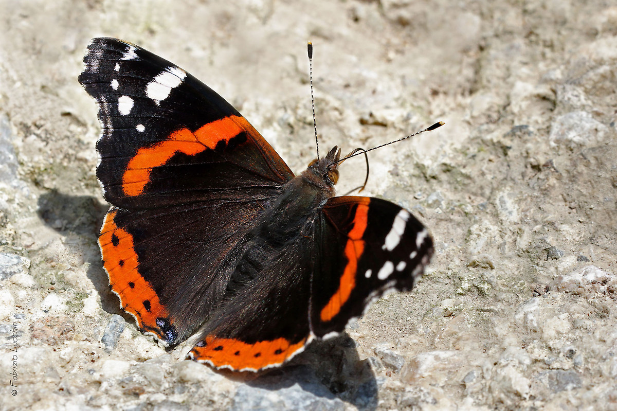 Red Admiral