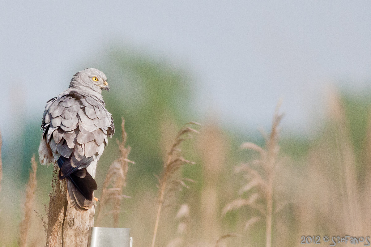 Albanella minore maschio posata