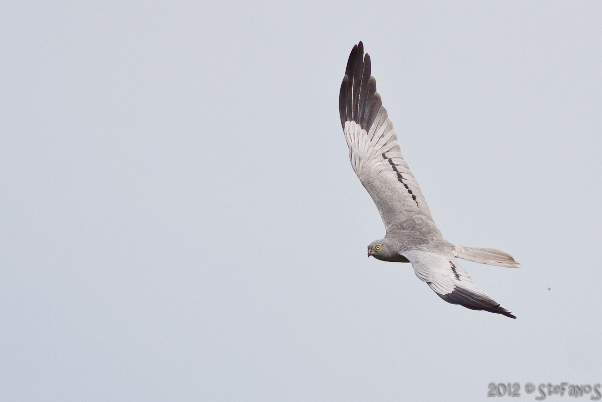 Albanella minore maschio in volo