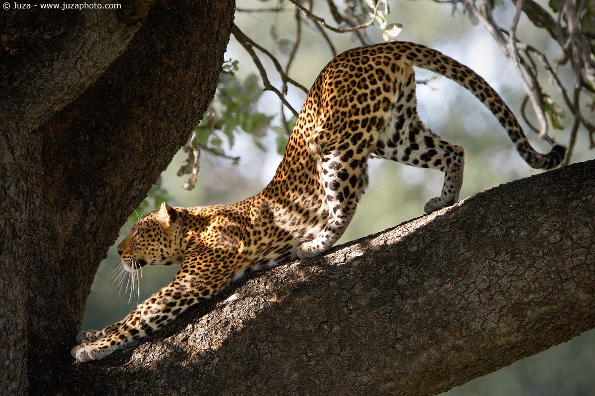Panthera pardus (Leopardo), 014855