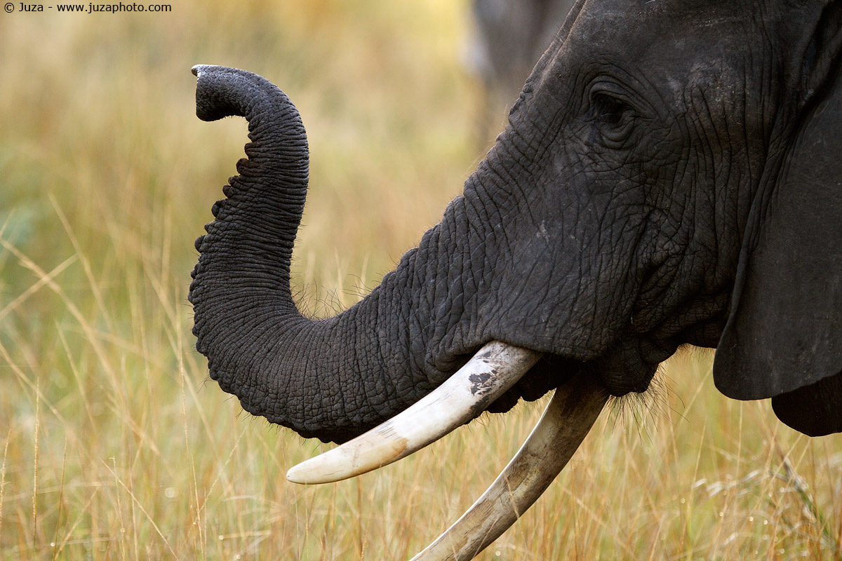 Loxodonta africana (Elefante), 014958