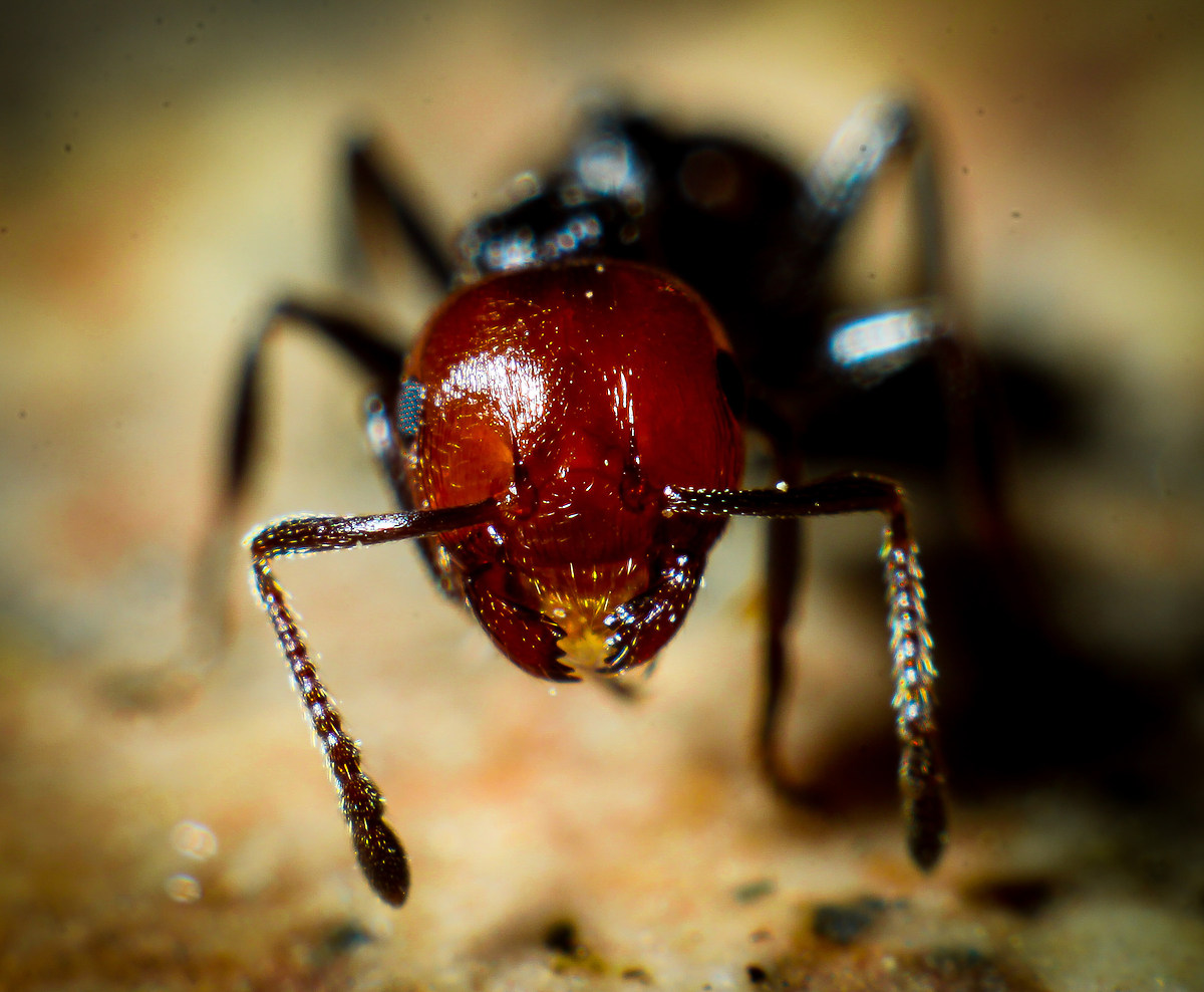 ant portrait