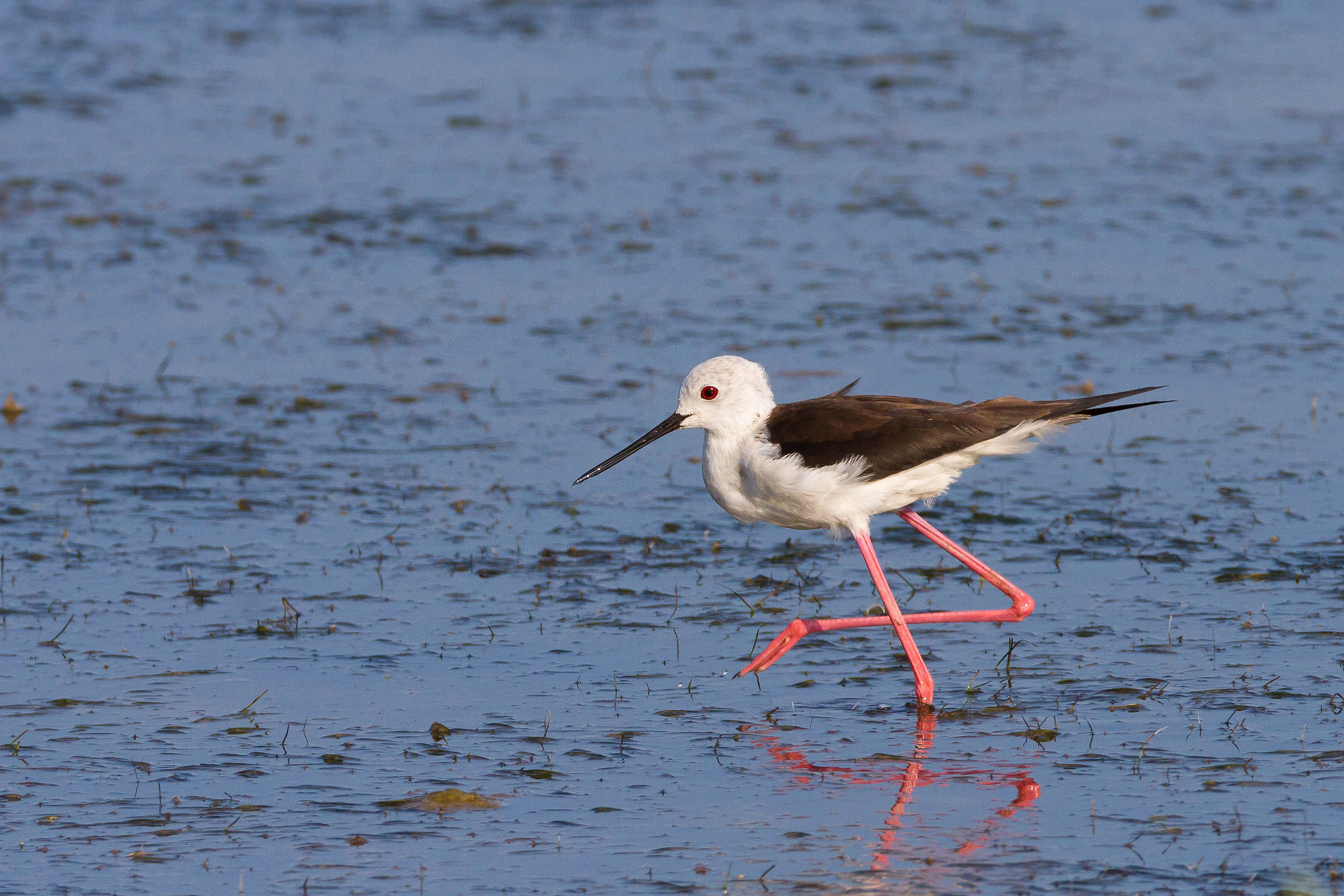 Cavaliere a passeggio