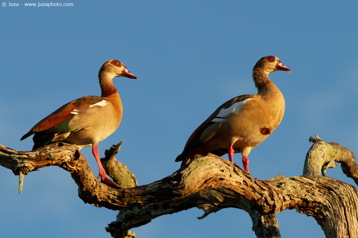 Alopochen aegyptiacus (Oca Egiziana), 014805