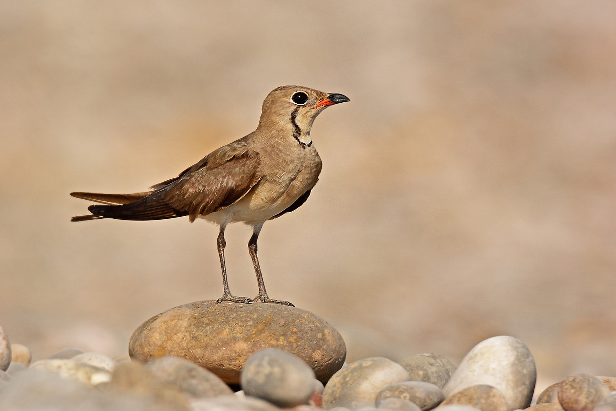 Pratincole