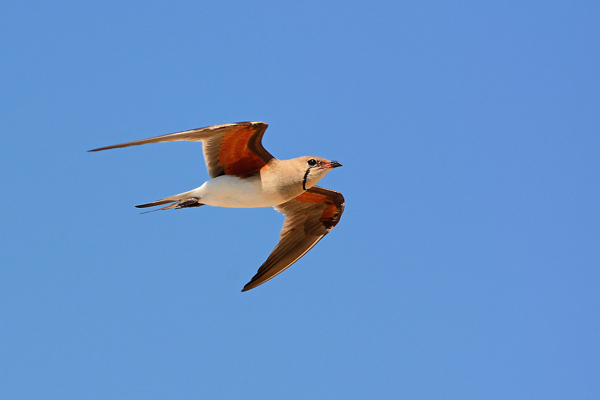 Pratincole