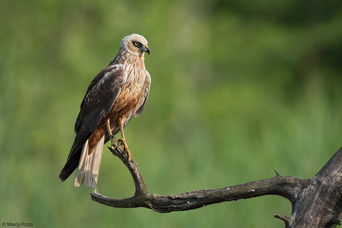 Portrait of a falcon