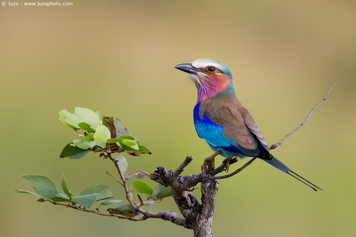 Coracias caudata, 015001