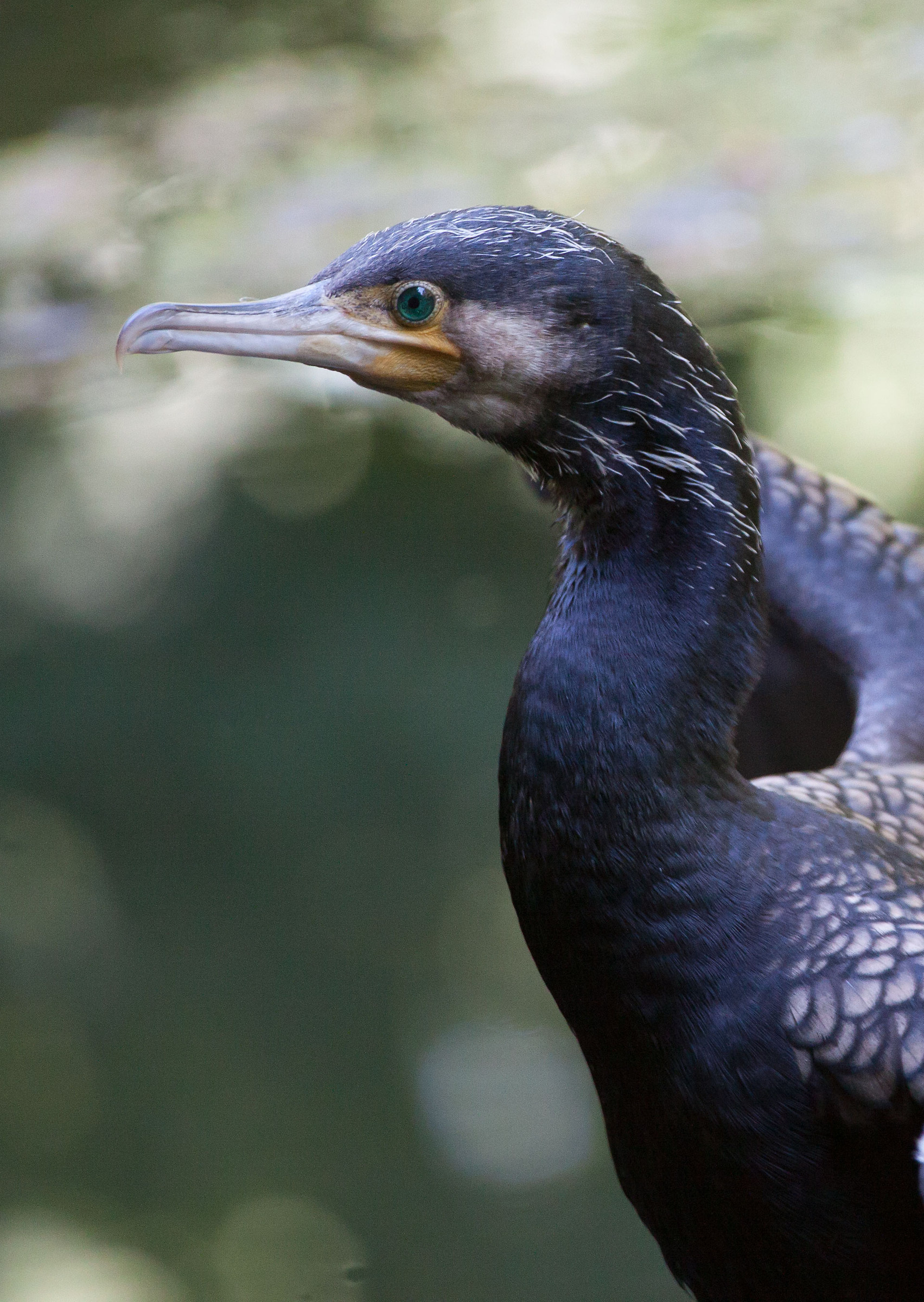 The profile of the Cormorant