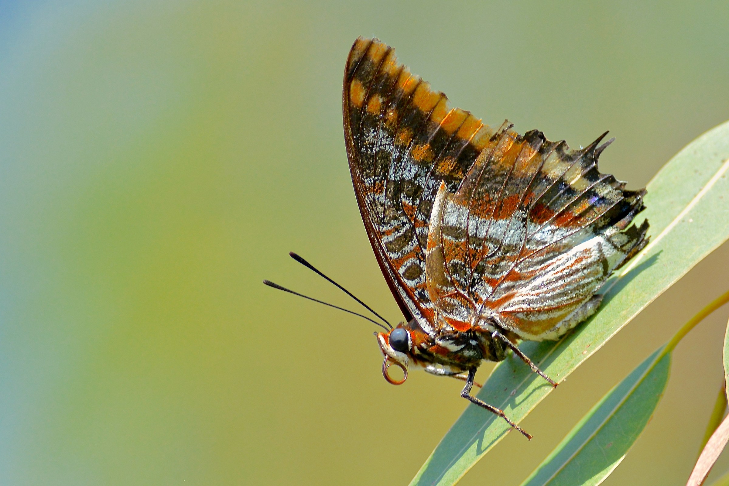 Charaxes  jasius
