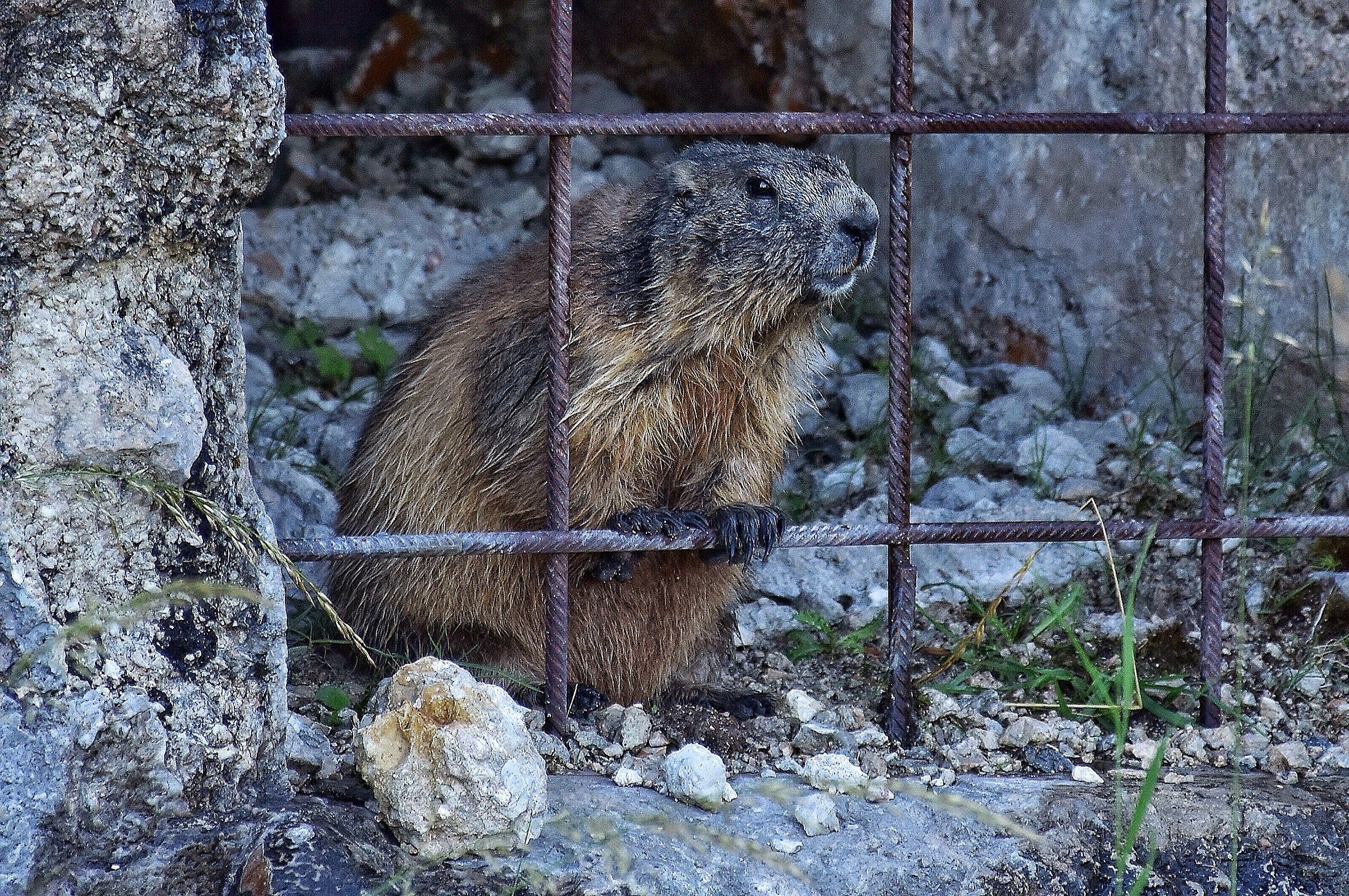 The Guardian of Forte Verle