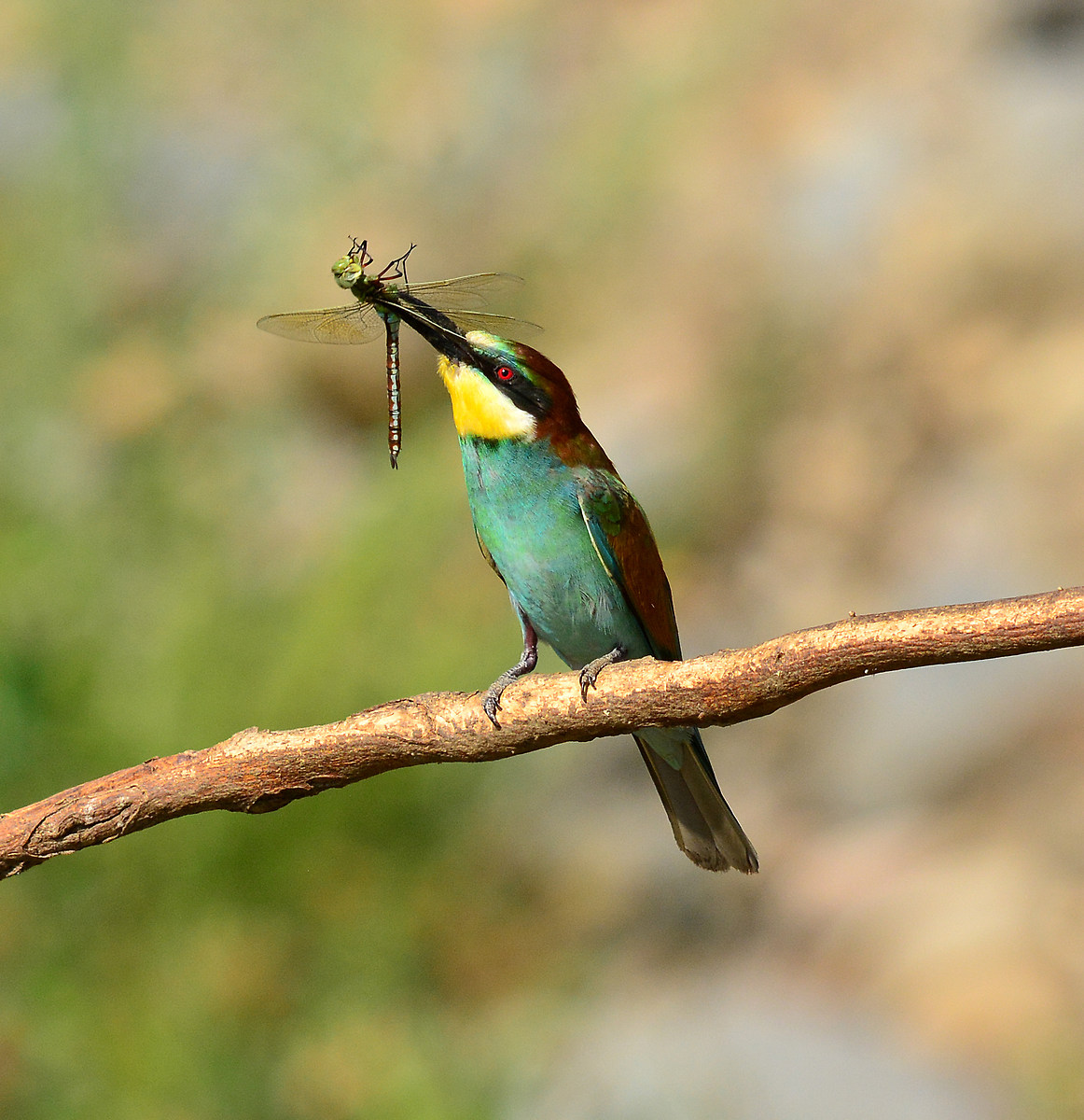Eater with Sicilian gift.