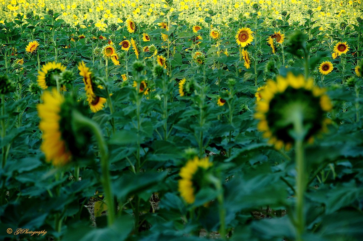 Even the sunflowers ...