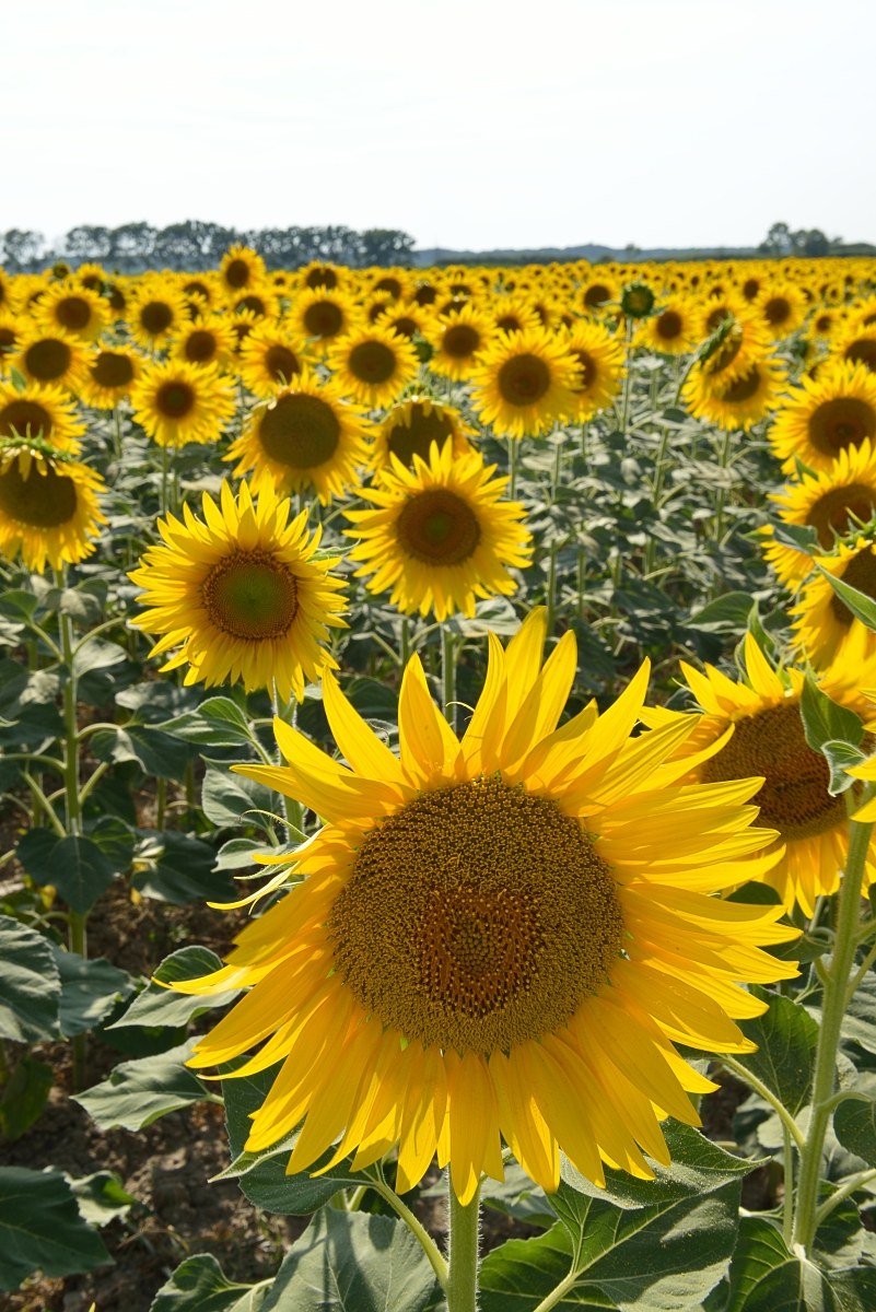 girasoli