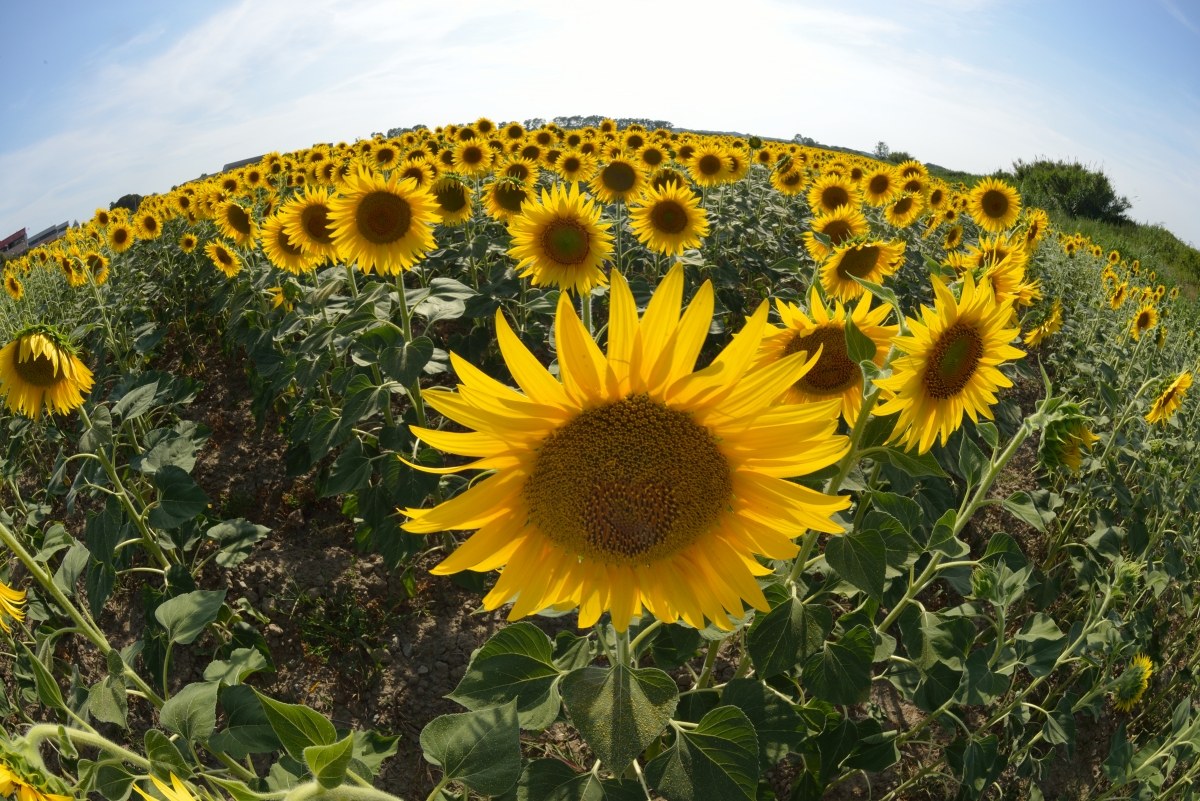 girasoli 2