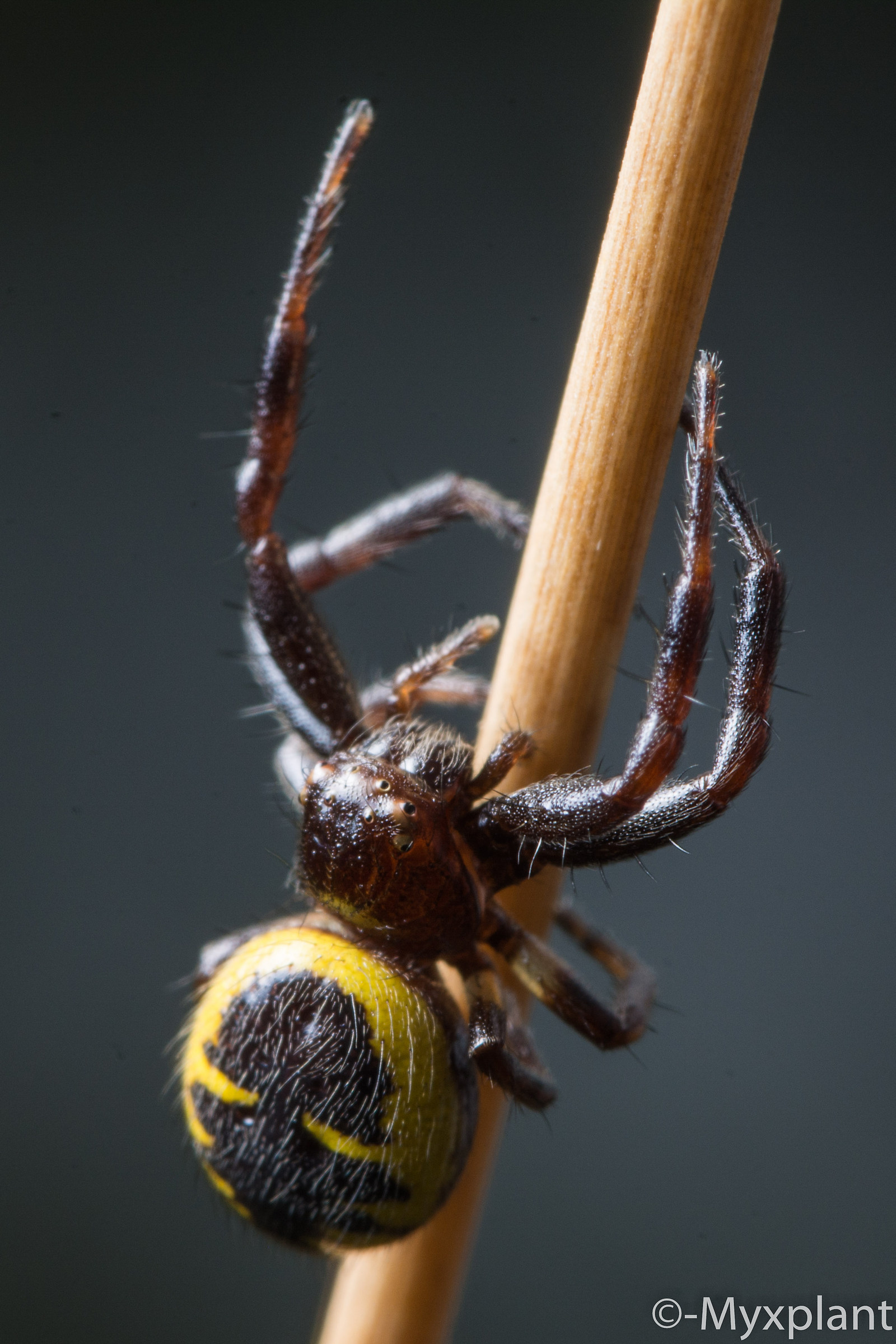 Spider II - Tamron 90