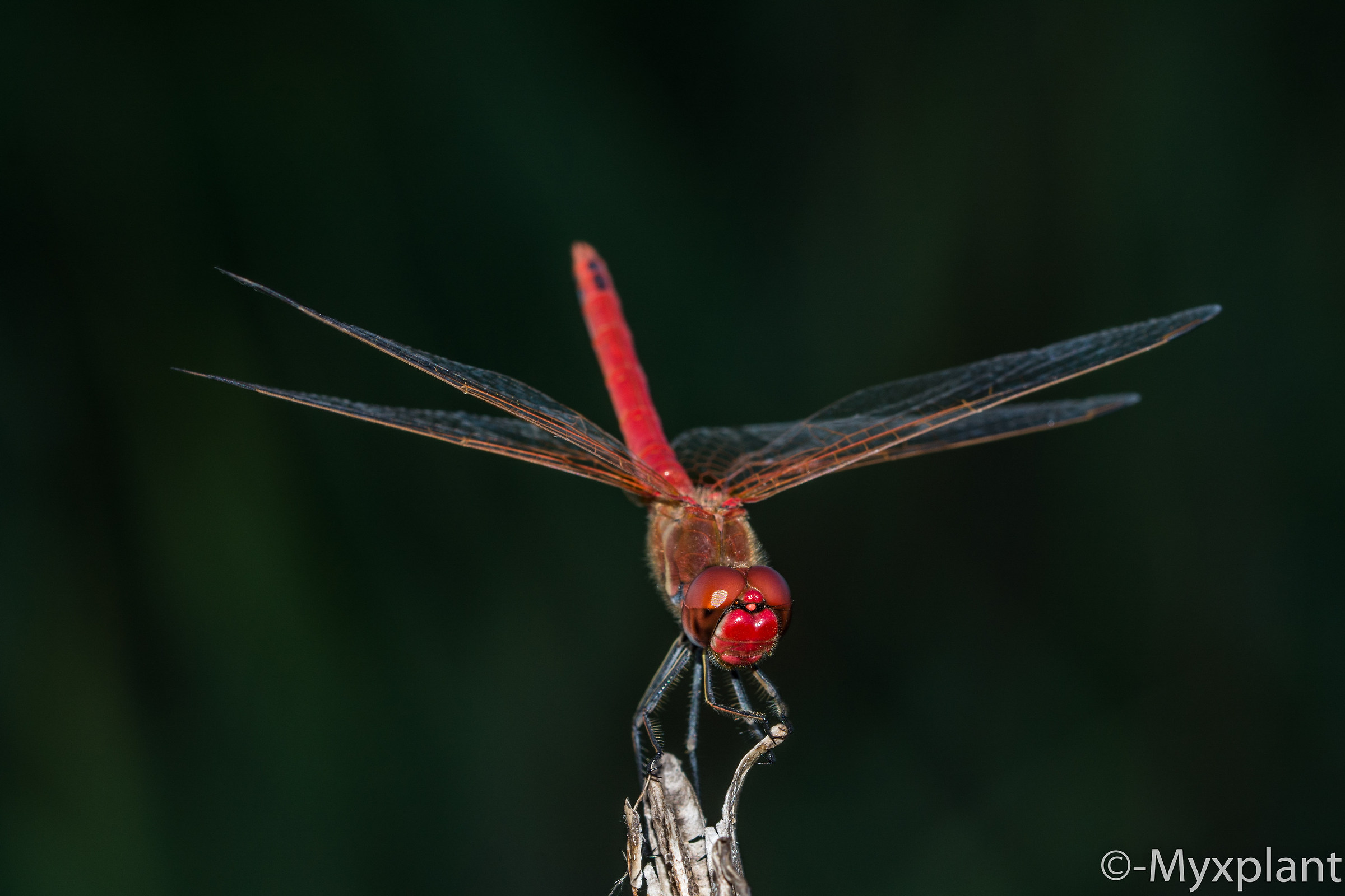 Dragonfly - Tamron 90
