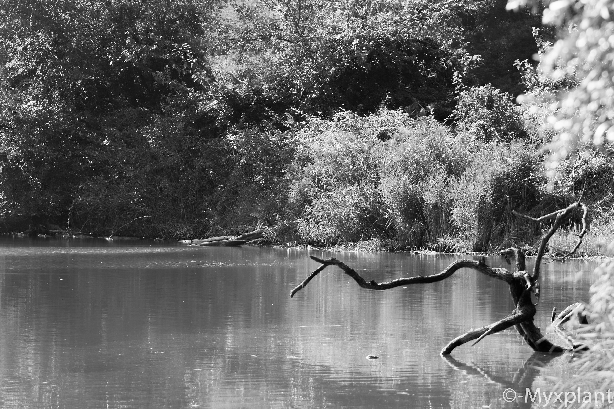 The tree that journey