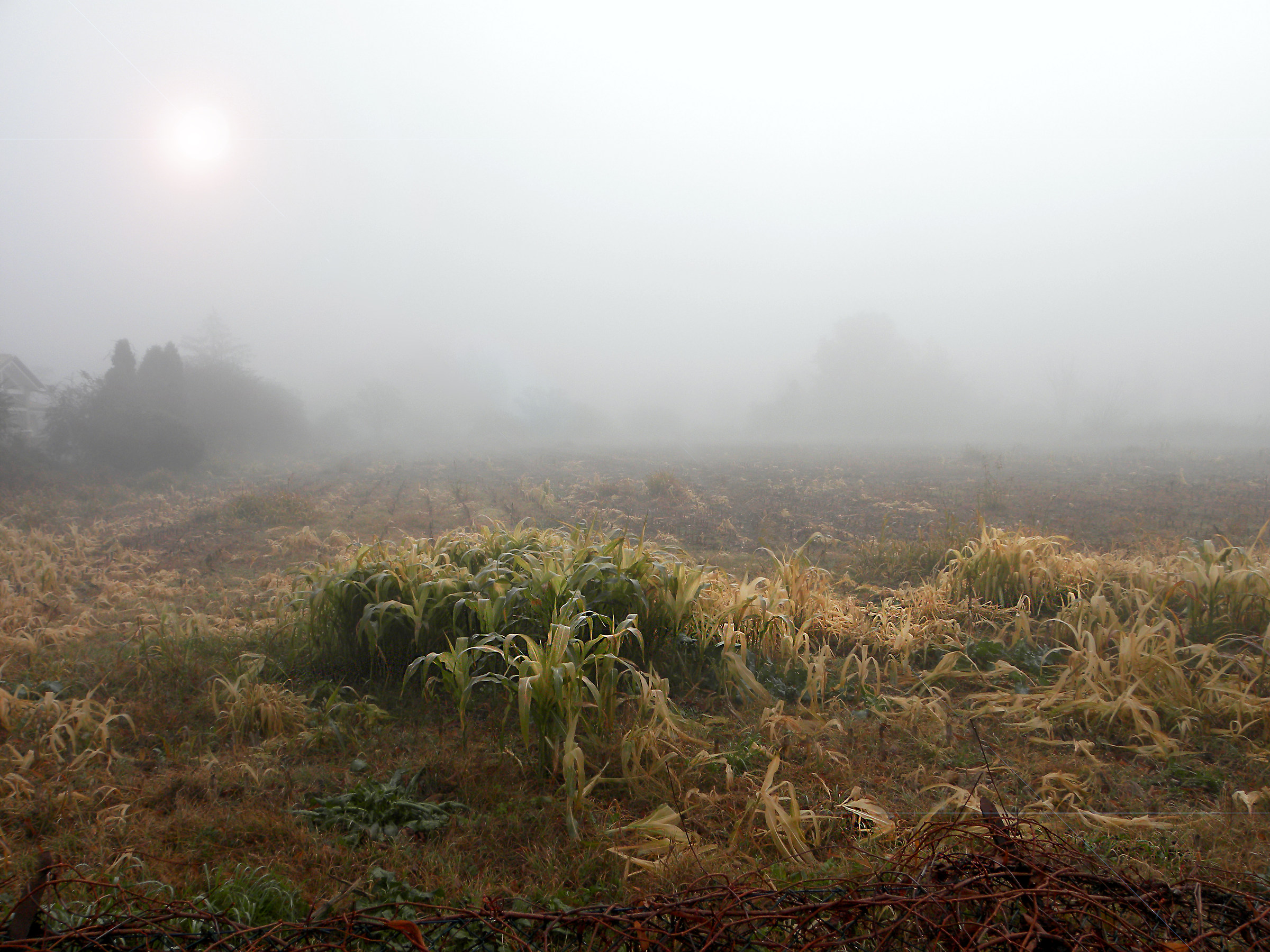 campo immerso nella nebbia