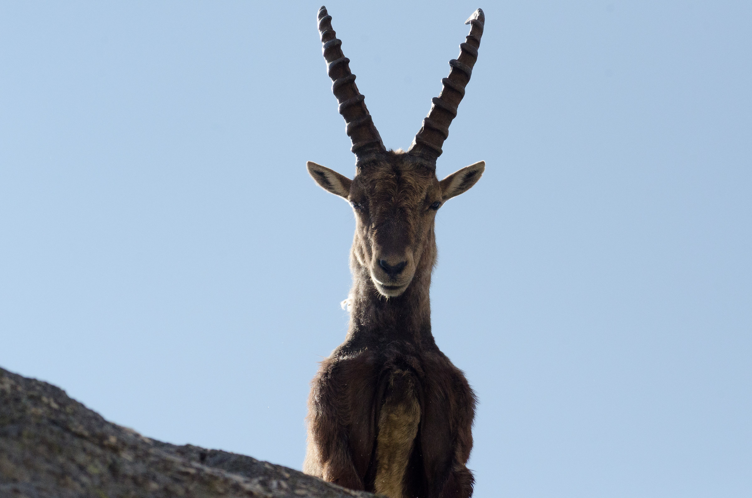 Ibex