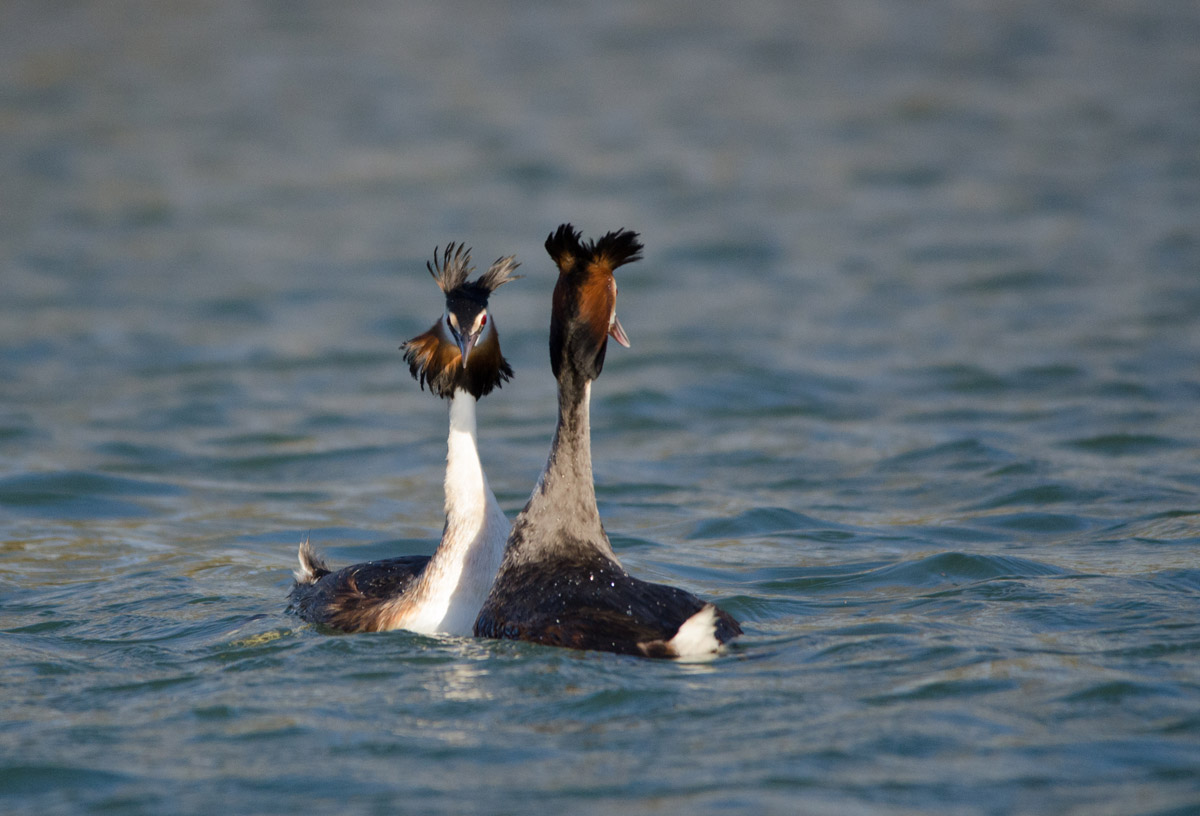 Copying Grebes