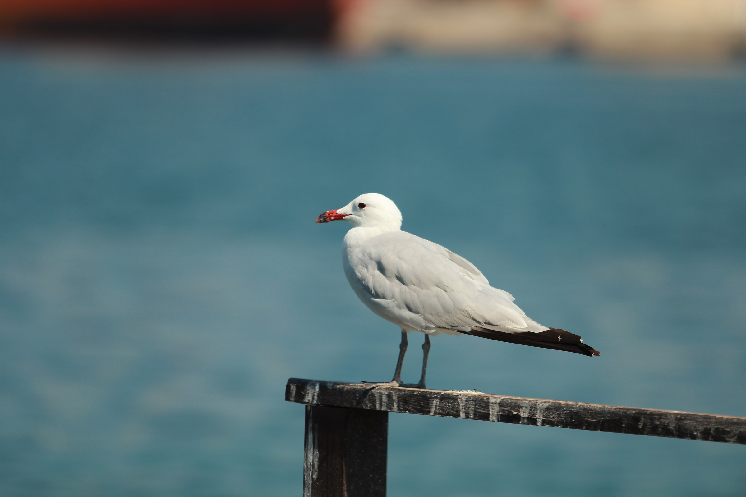 The rest of the Seagull ...