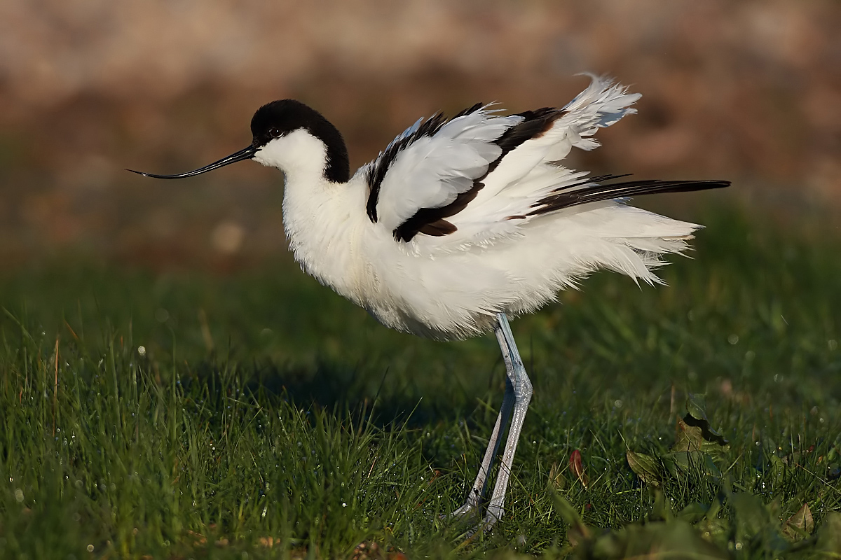 Avocet