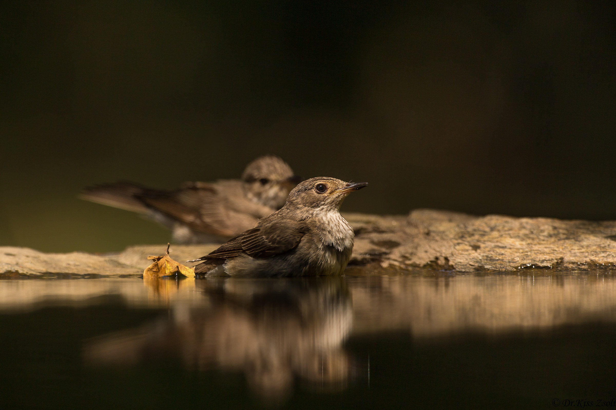 Flycathers balneazione